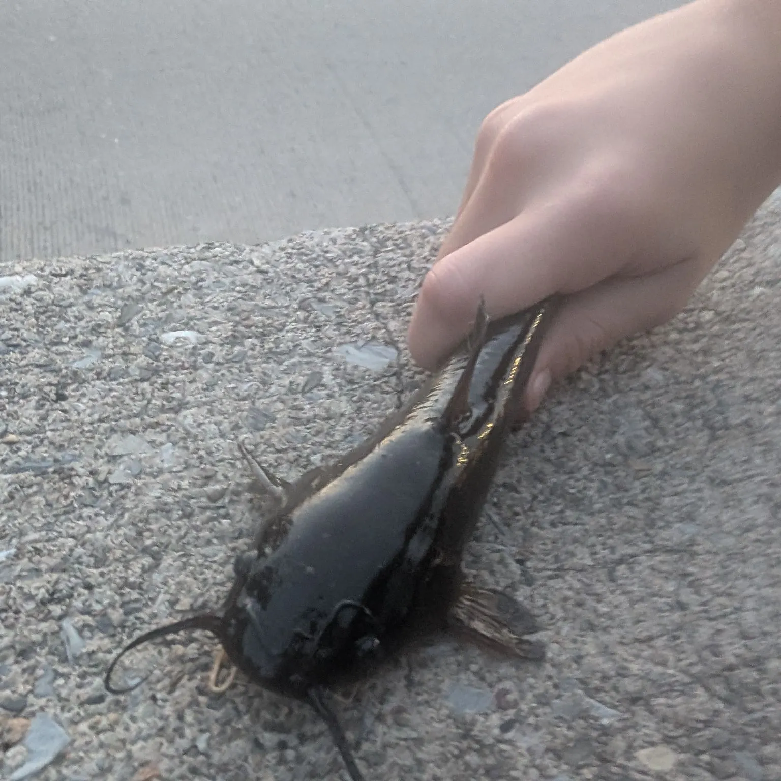 Brown bullhead caught on Fishbrain