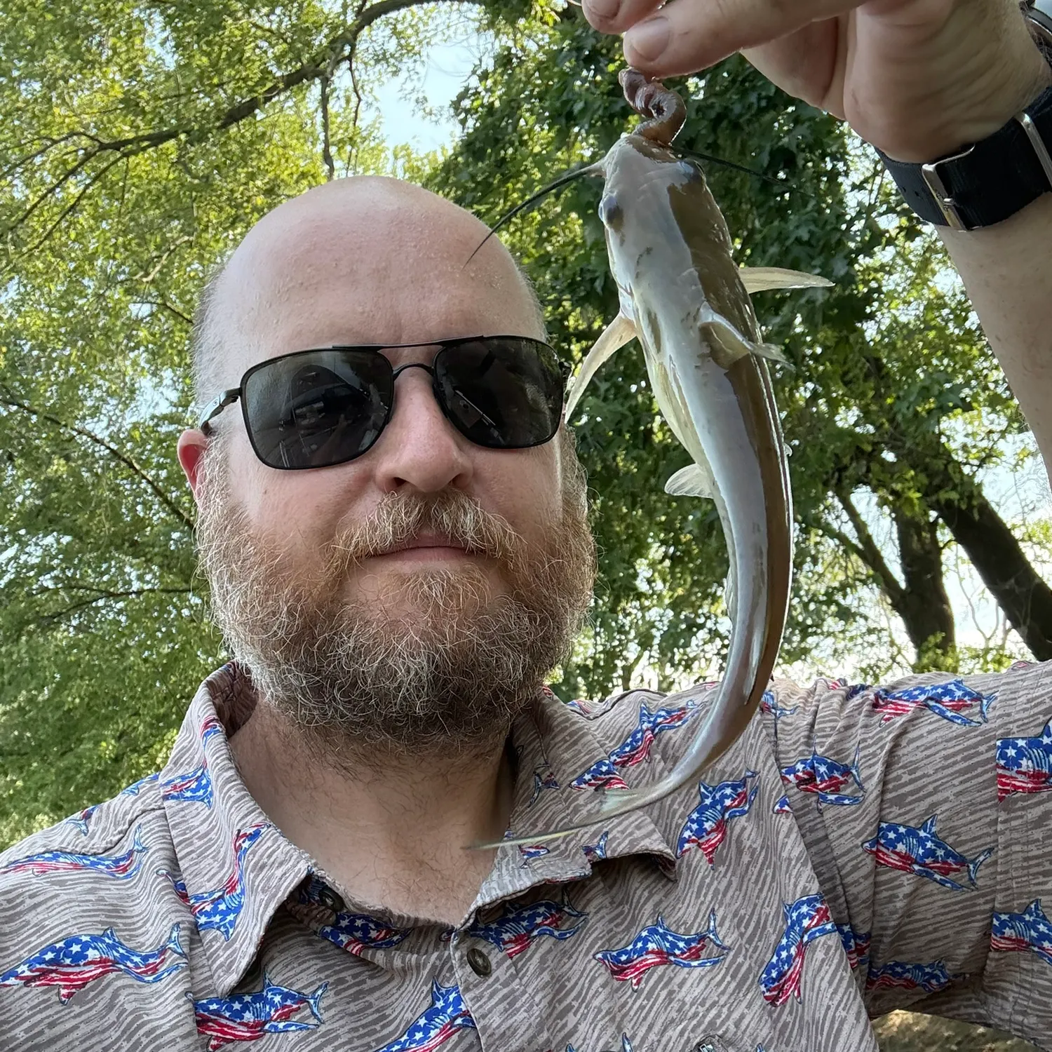 Channel catfish caught on Fishbrain