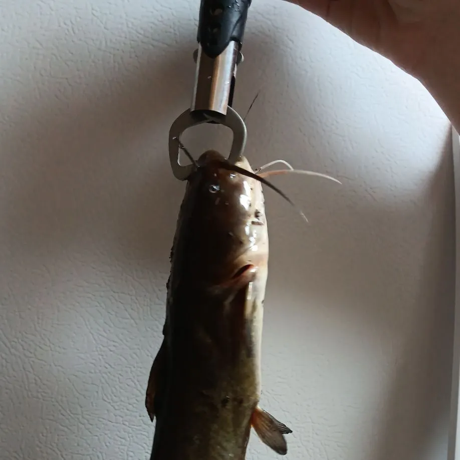 Channel catfish caught on Fishbrain