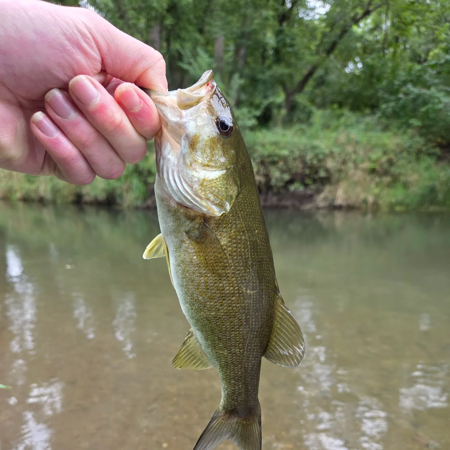 Smallmouth bass caught on Fishbrain