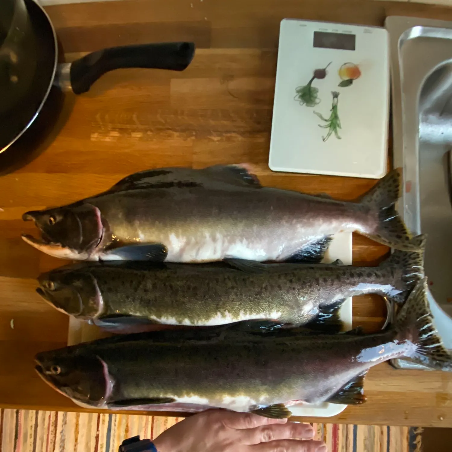 recently logged catches