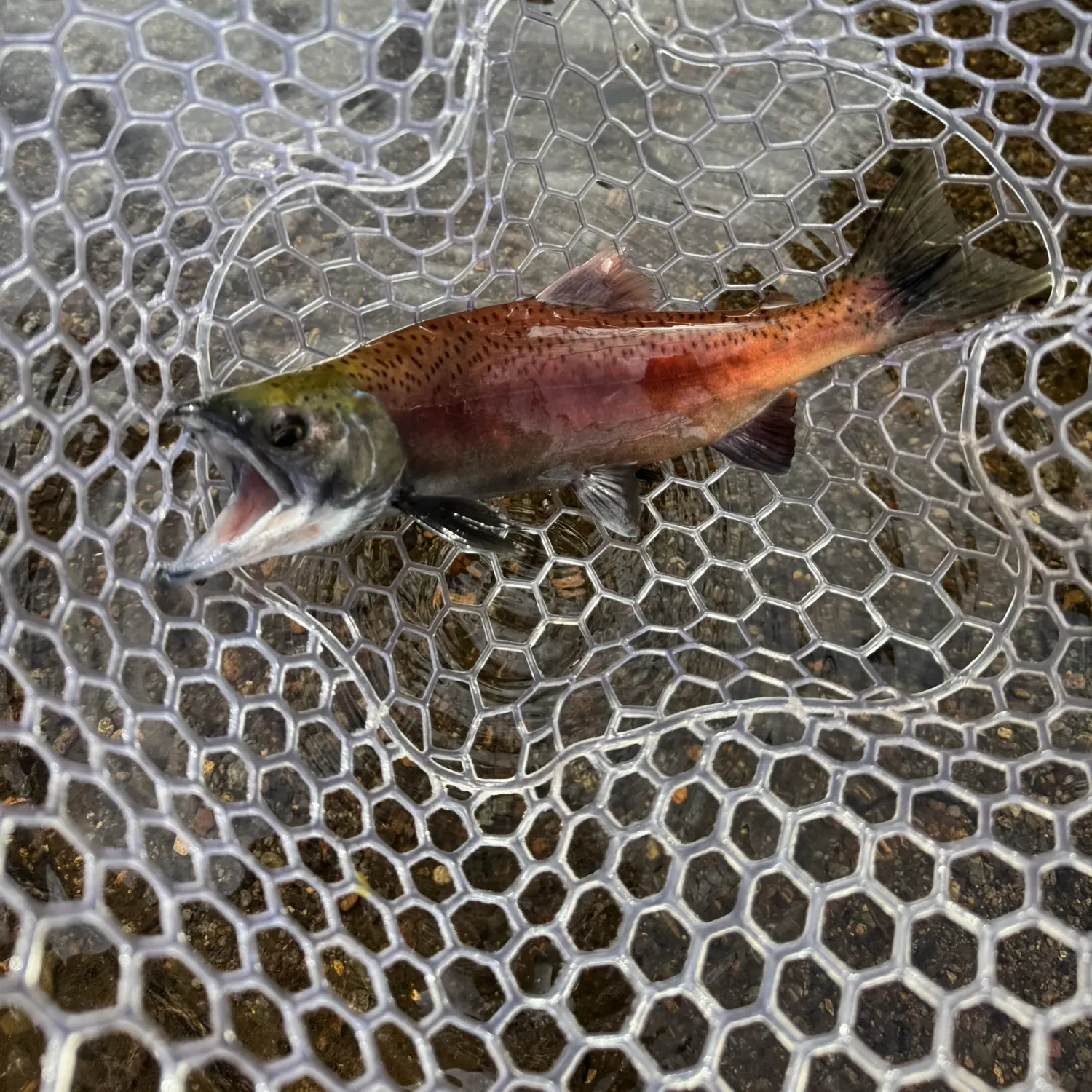 Kokanee salmon caught on Fishbrain