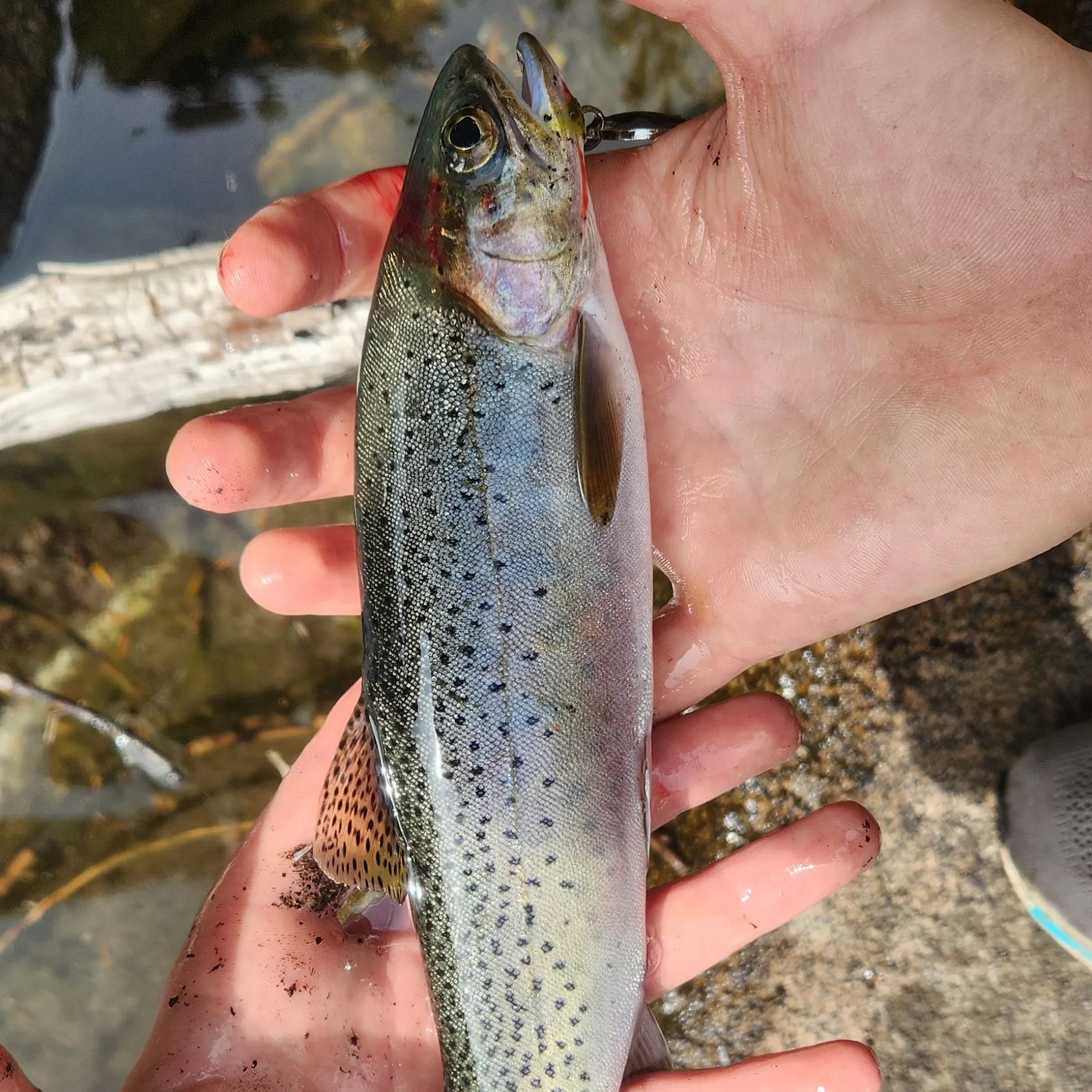 Rainbow trout caught on Fishbrain