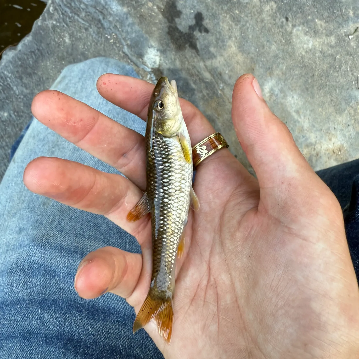 The most recent Redspot chub catches on Fishbrain