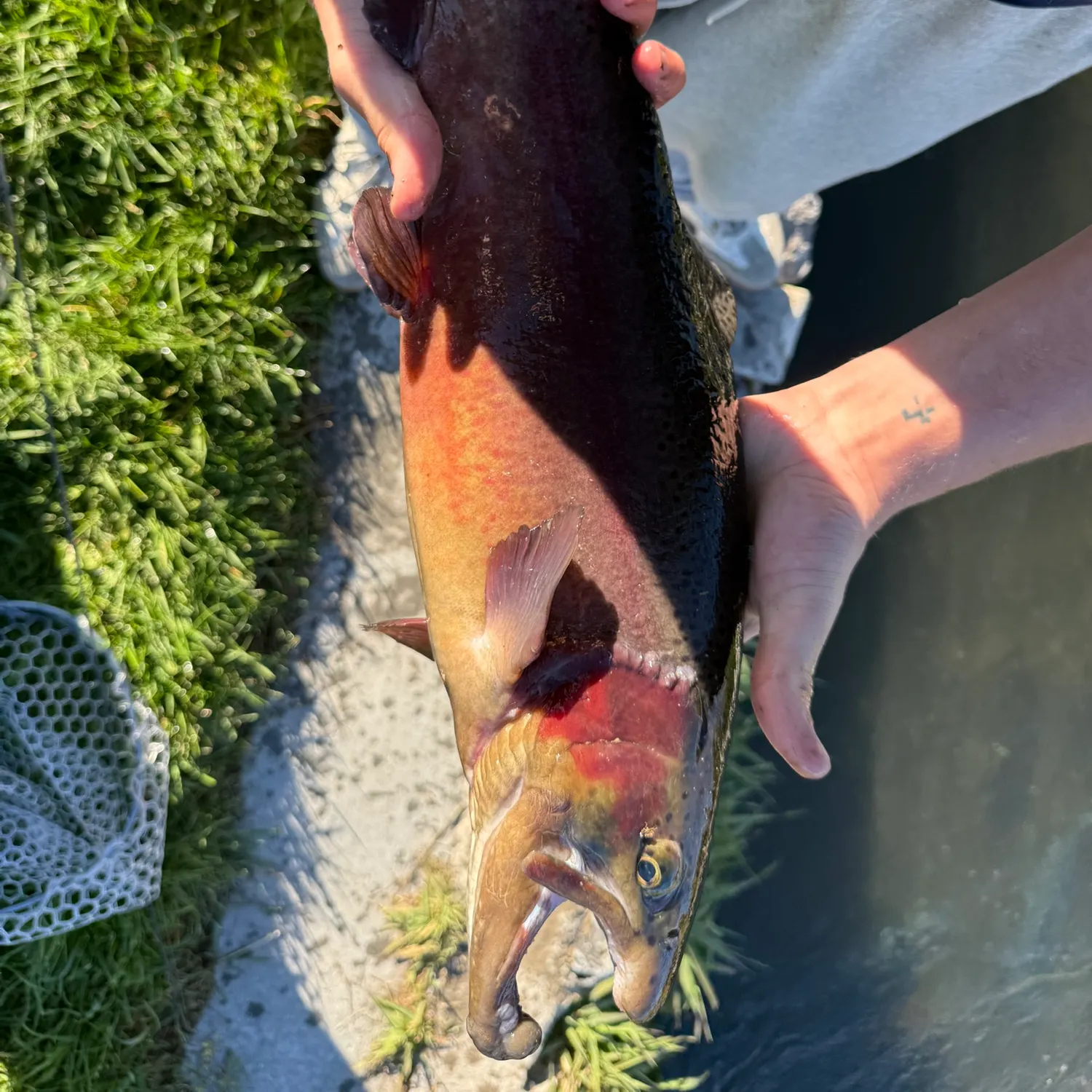 Rainbow trout caught on Fishbrain