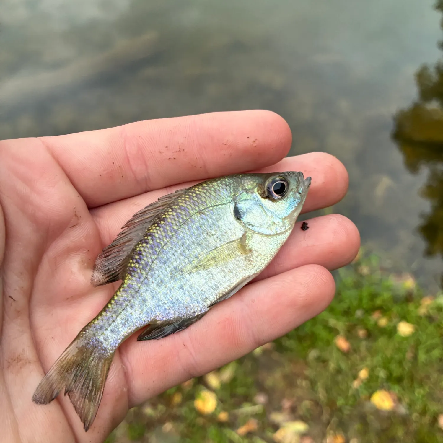 Bluegill caught on Fishbrain