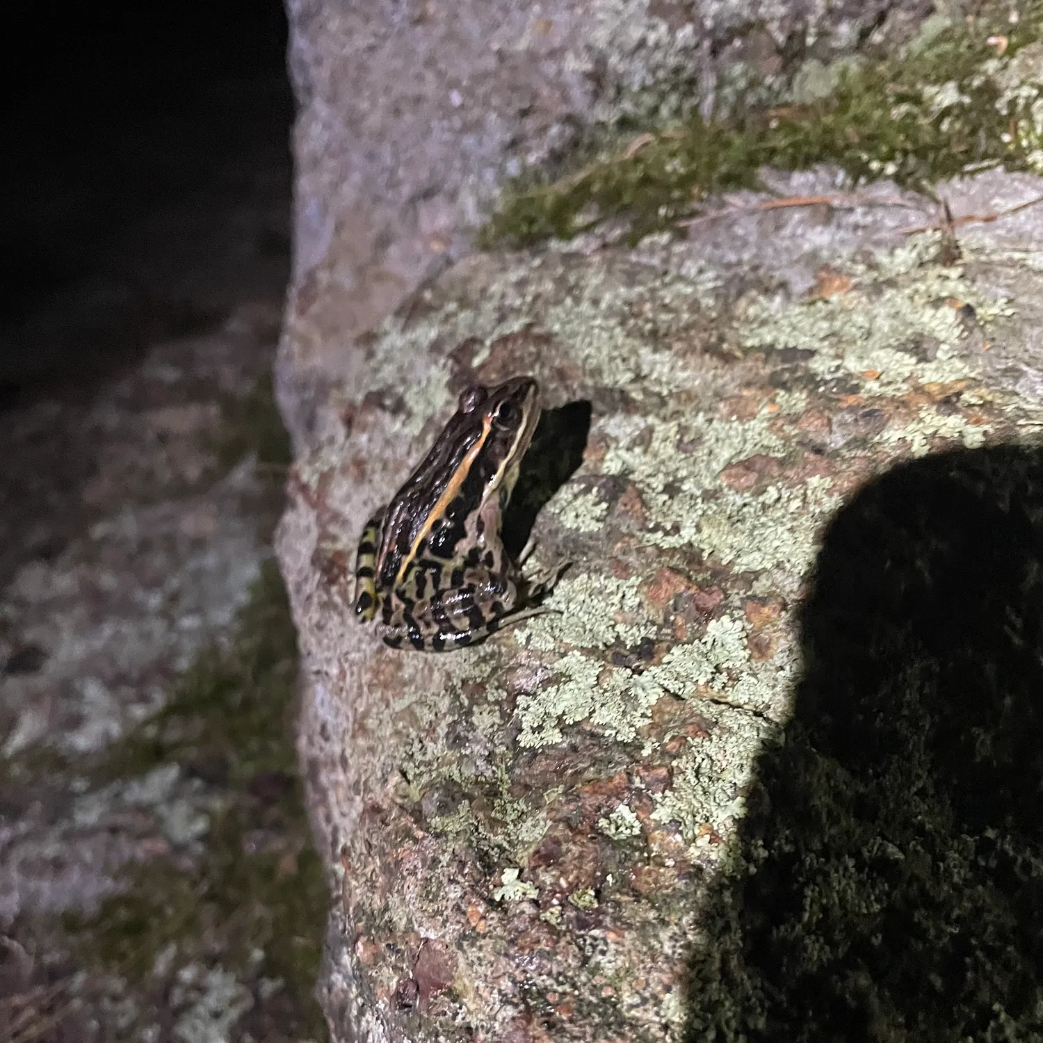 Pickerel frog caught on Fishbrain