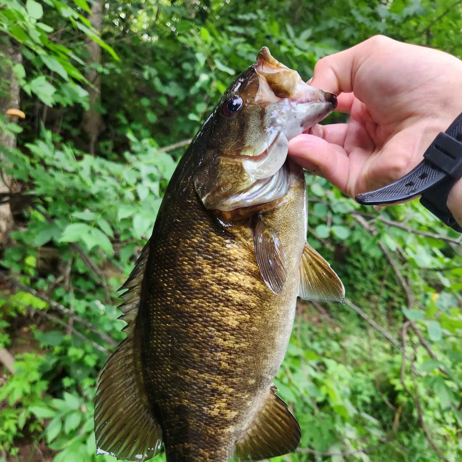 Smallmouth bass caught on Fishbrain