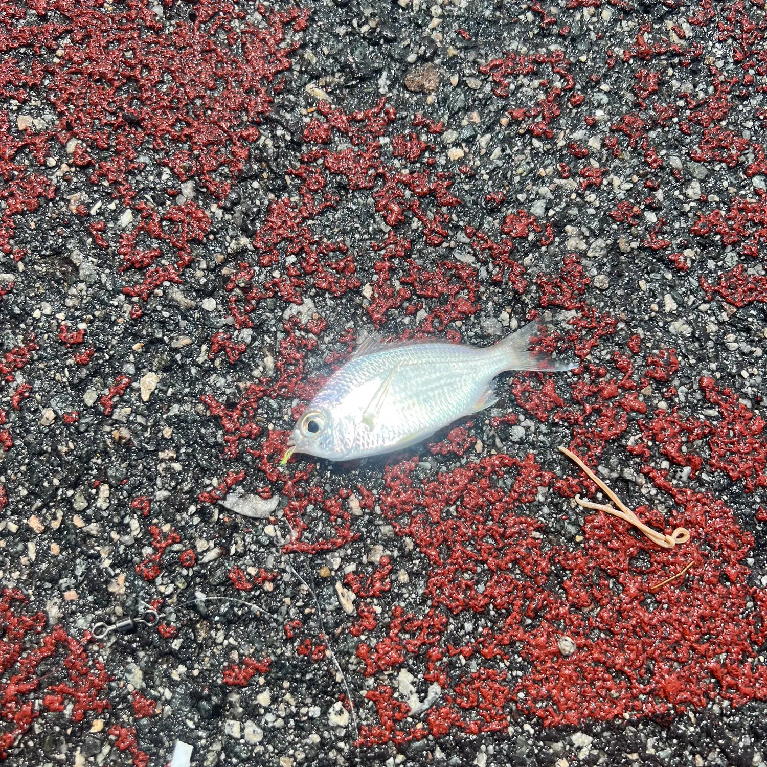The most recent Common silver belly catches on Fishbrain
