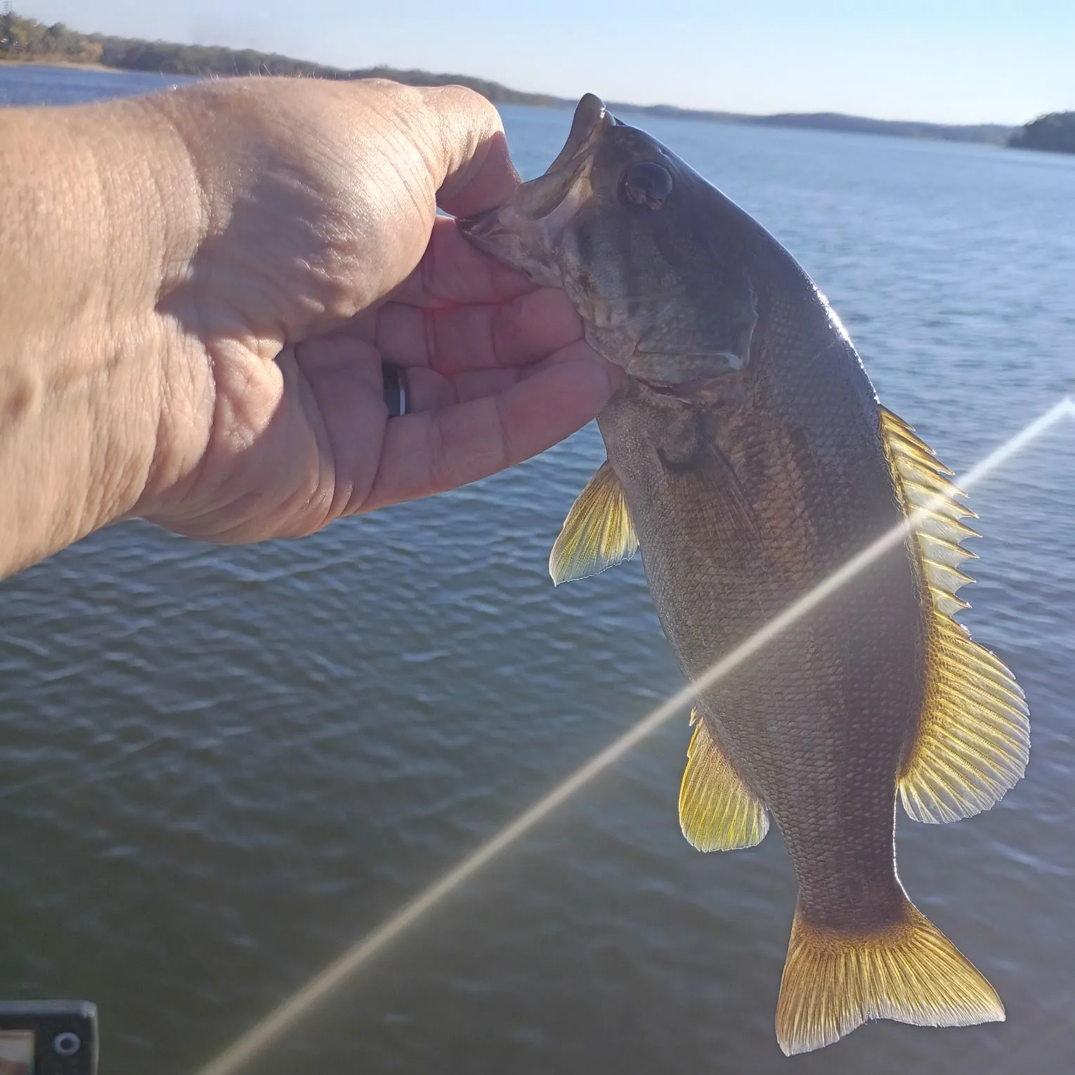 Smallmouth bass caught on Fishbrain