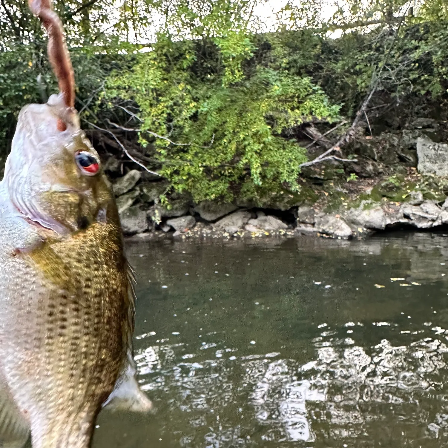 Rock bass caught on Fishbrain