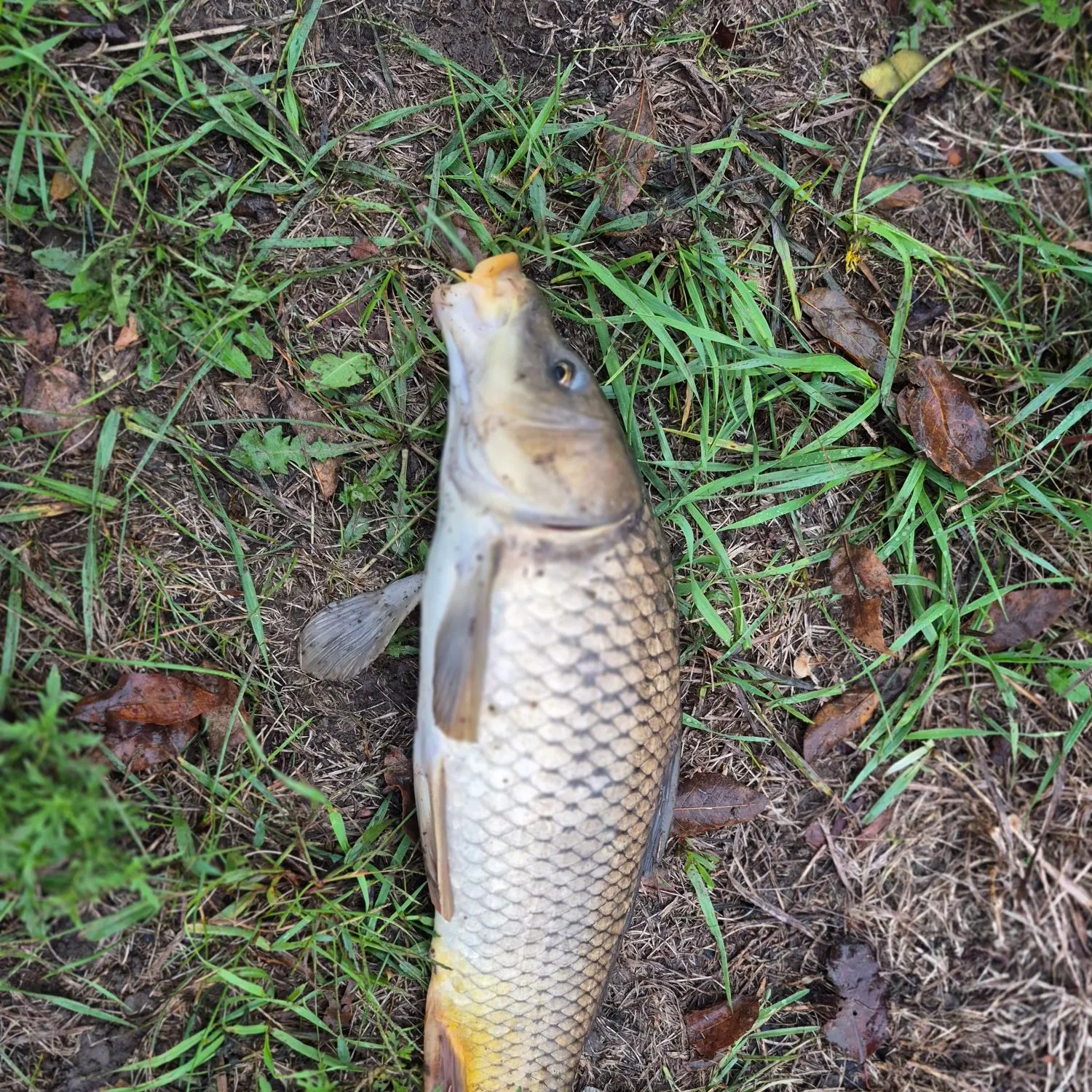 Common carp caught on Fishbrain