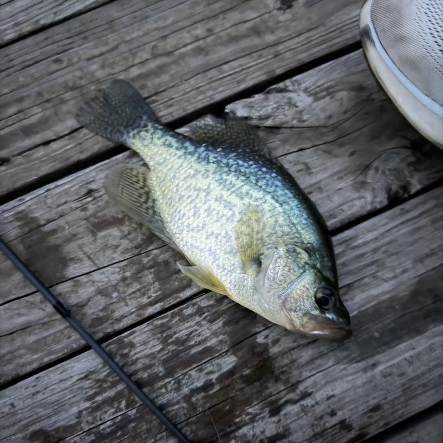 Black crappie caught on Fishbrain