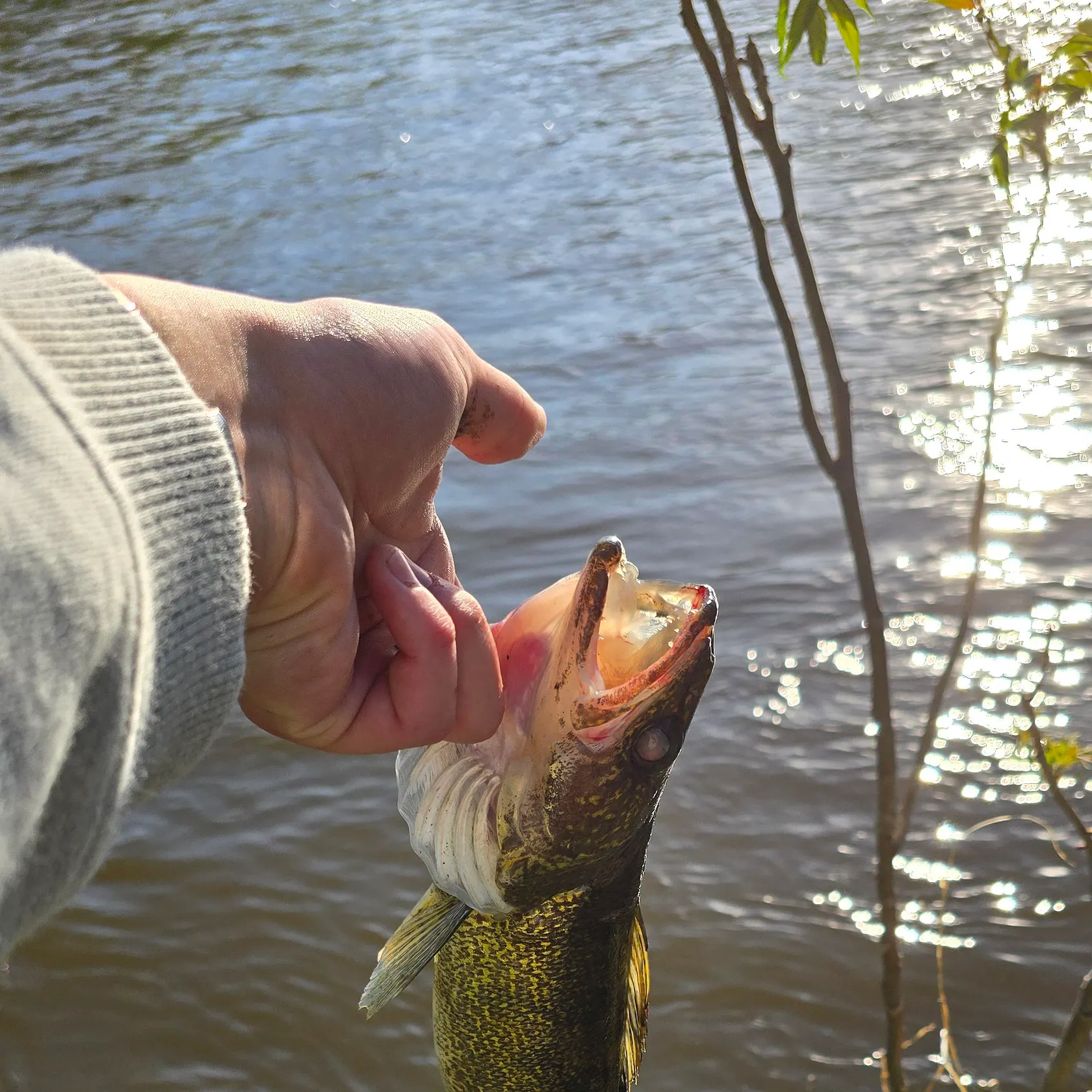 catch