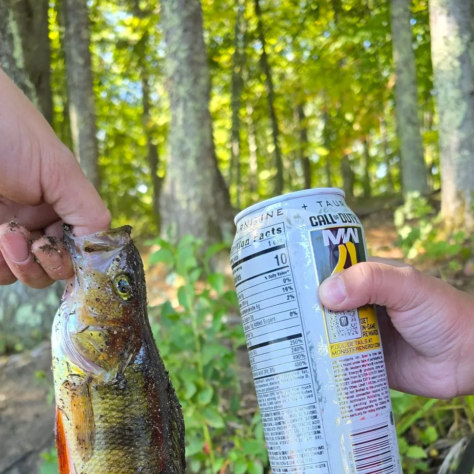 Yellow perch caught on Fishbrain