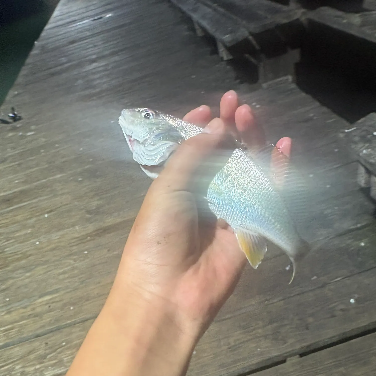 The most recent Atlantic croaker catches on Fishbrain