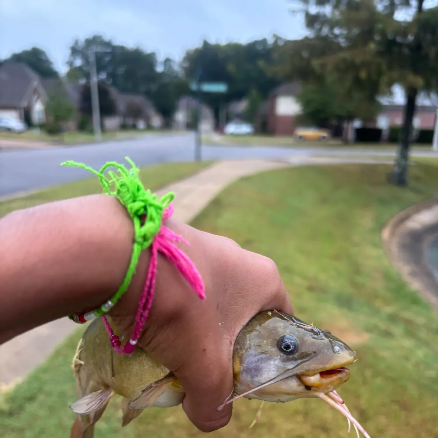 Channel catfish caught on Fishbrain