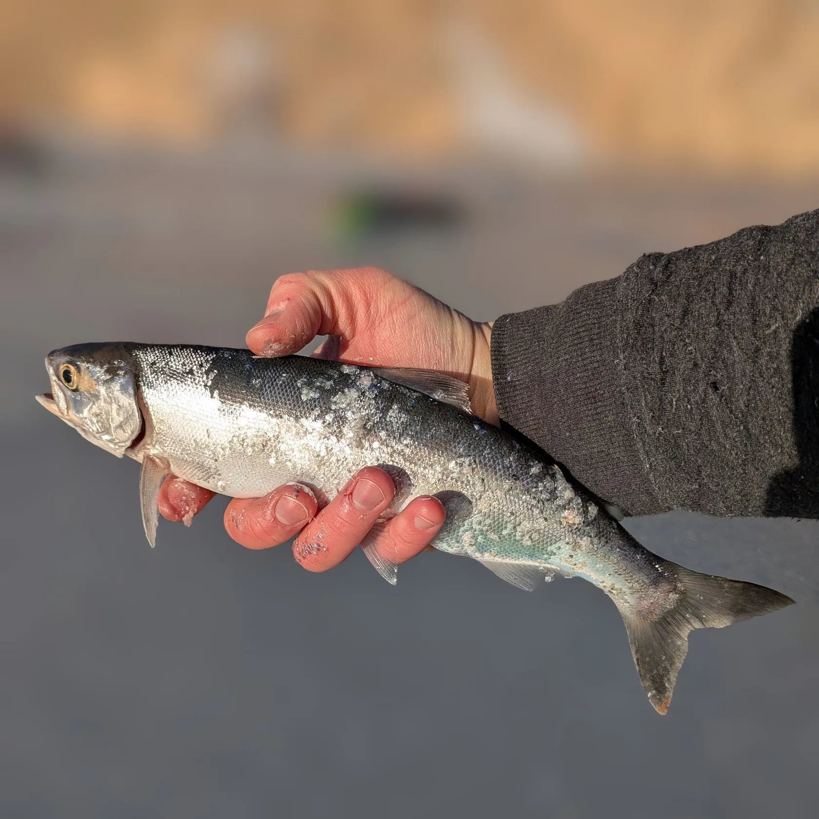 The most recent Kokanee salmon catches on Fishbrain