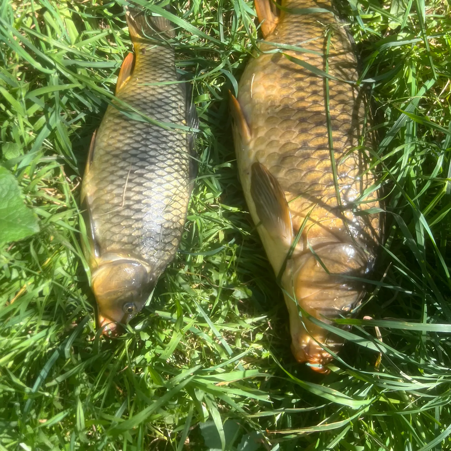 Fish caught on Fishbrain