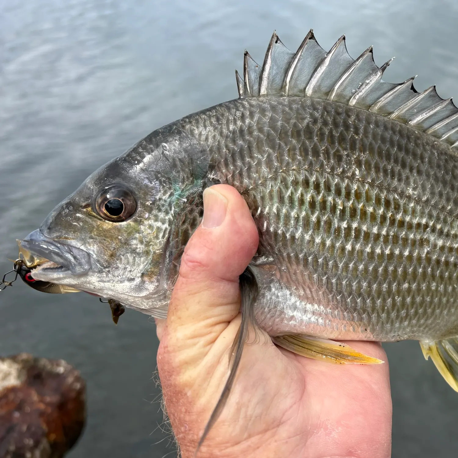 Surf bream caught on Fishbrain