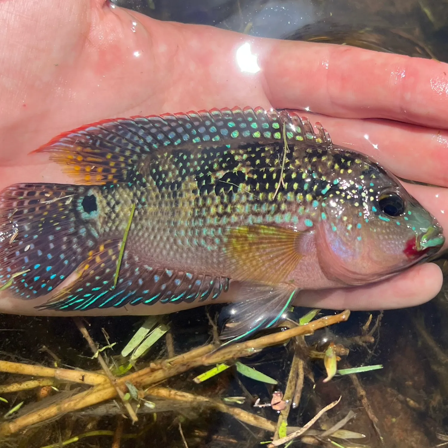 The most recent Jack Dempsey cichlid catches on Fishbrain