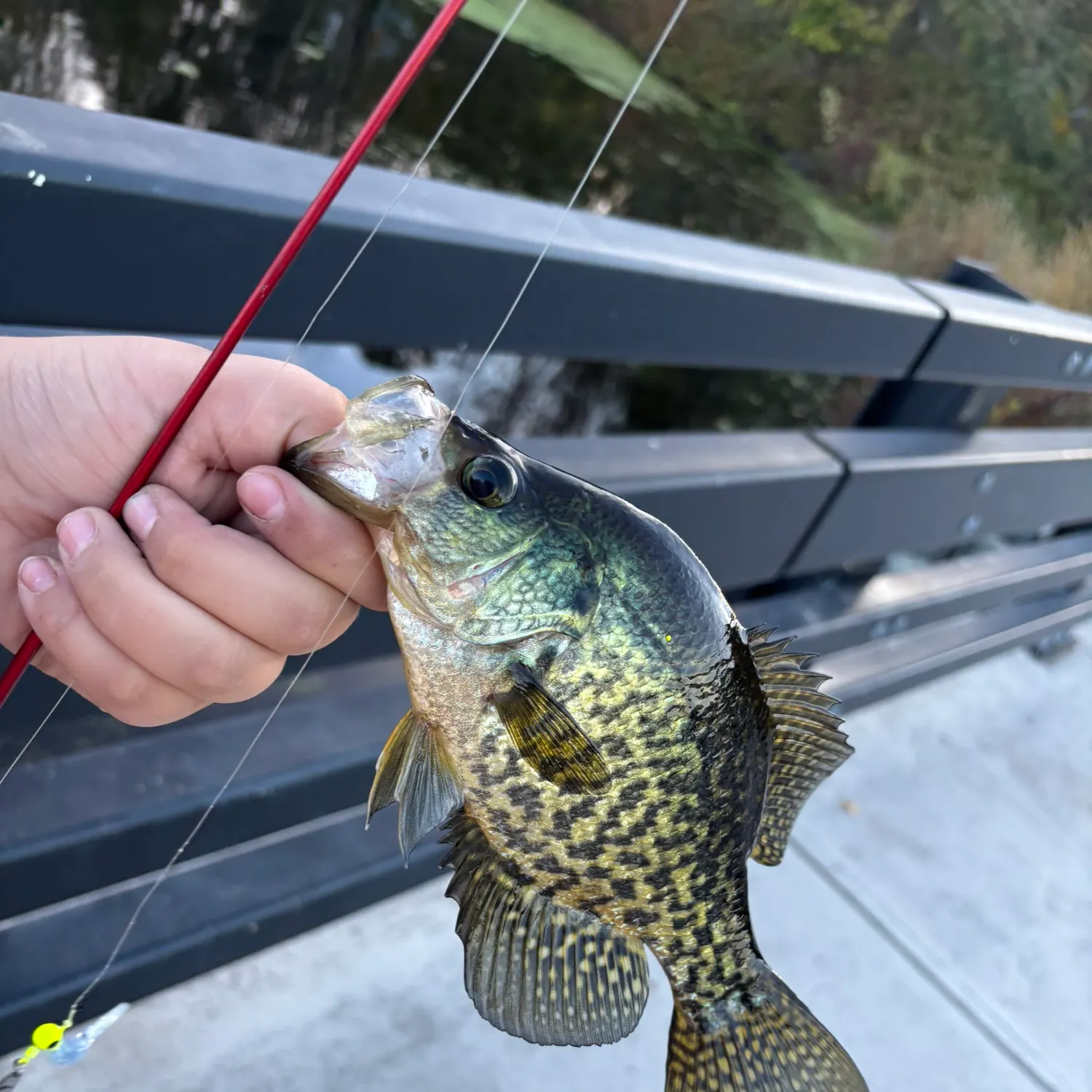 Black crappie caught on Fishbrain