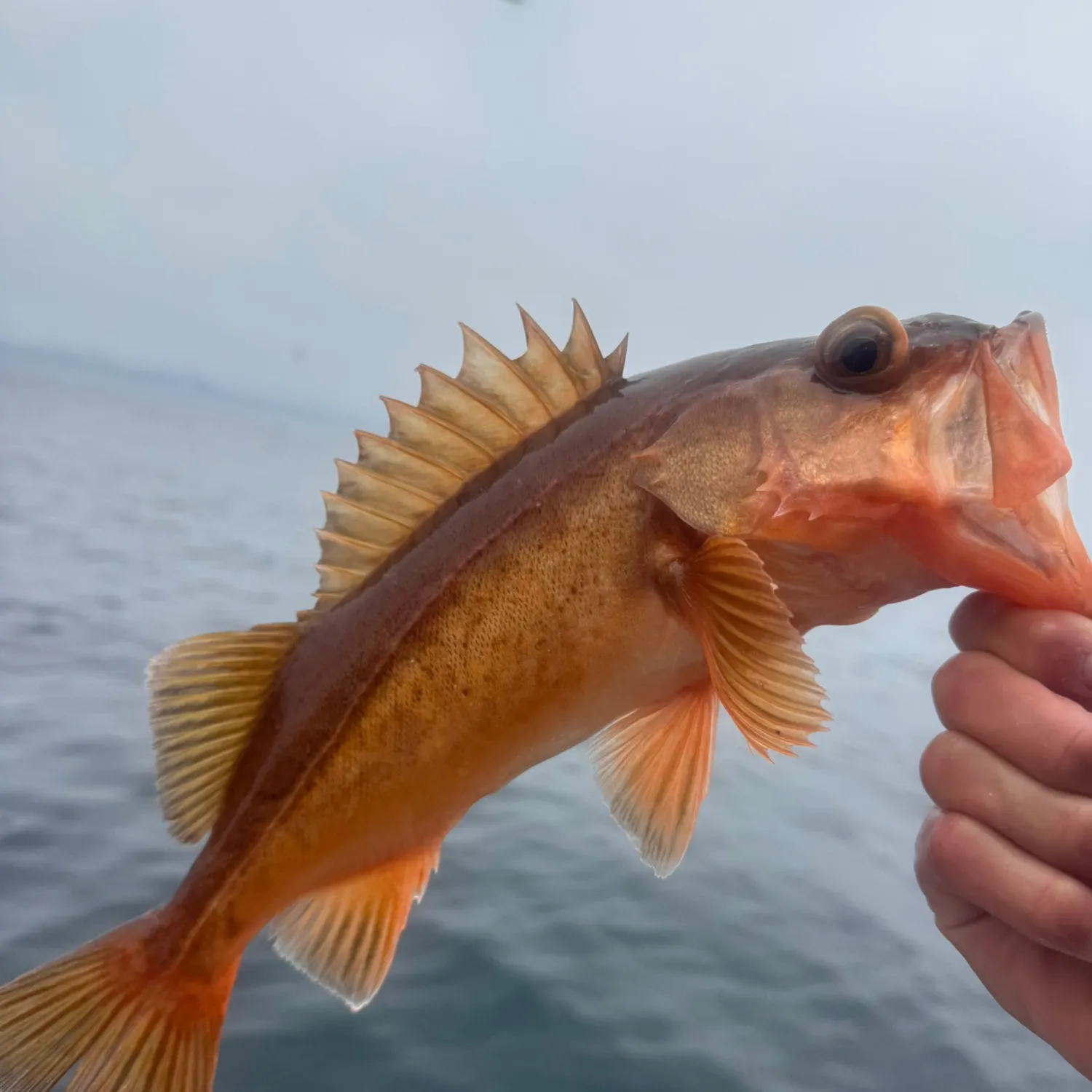 The most recent Bocaccio rockfish catches on Fishbrain