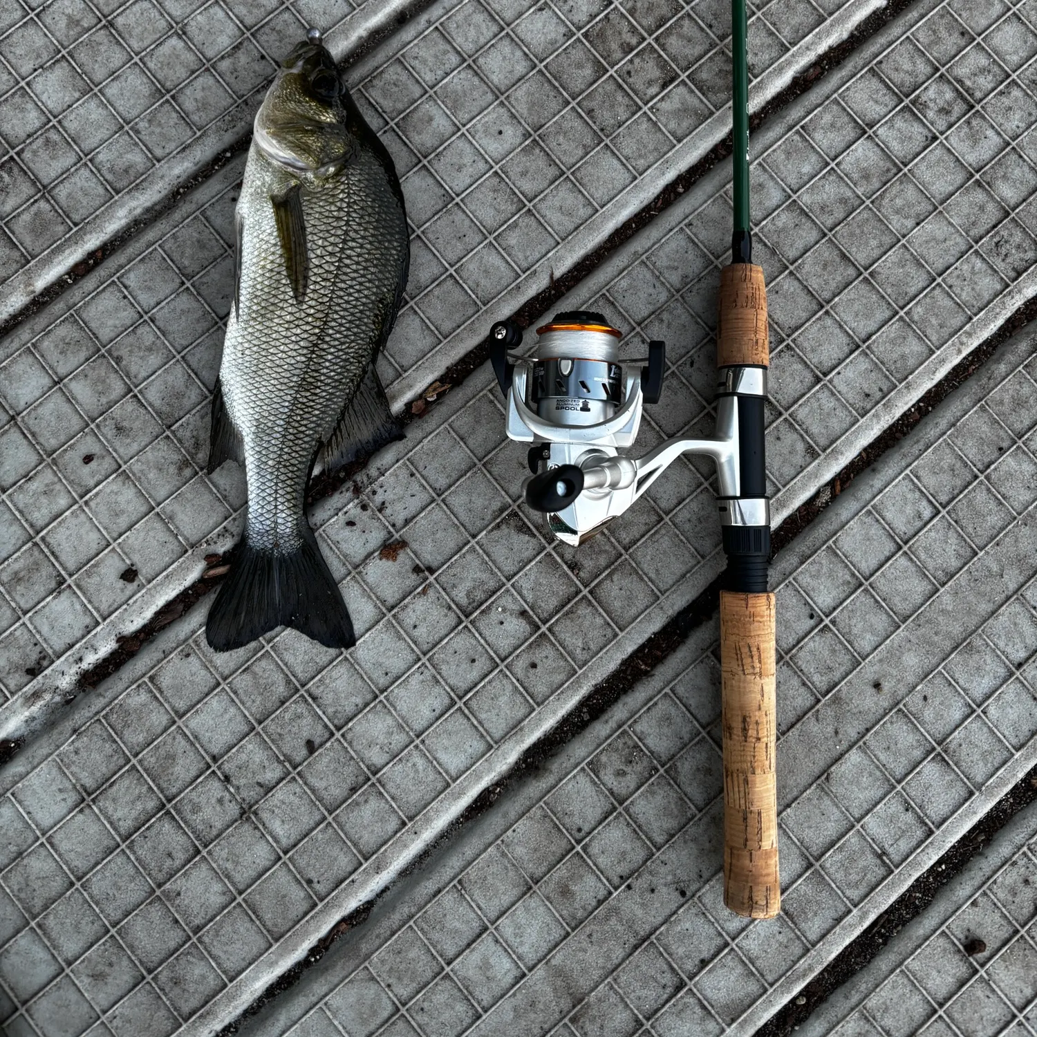 White perch caught on Fishbrain