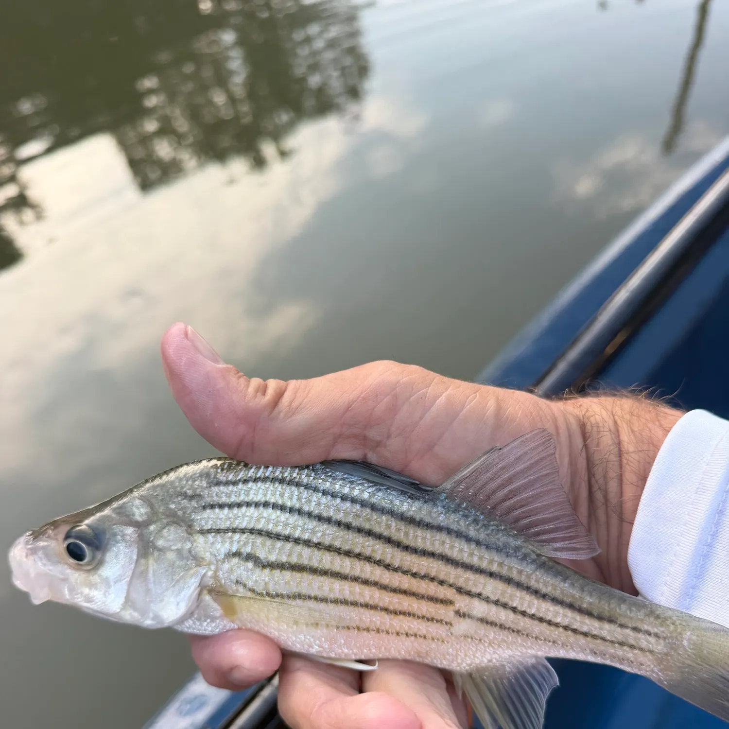 White bass caught on Fishbrain
