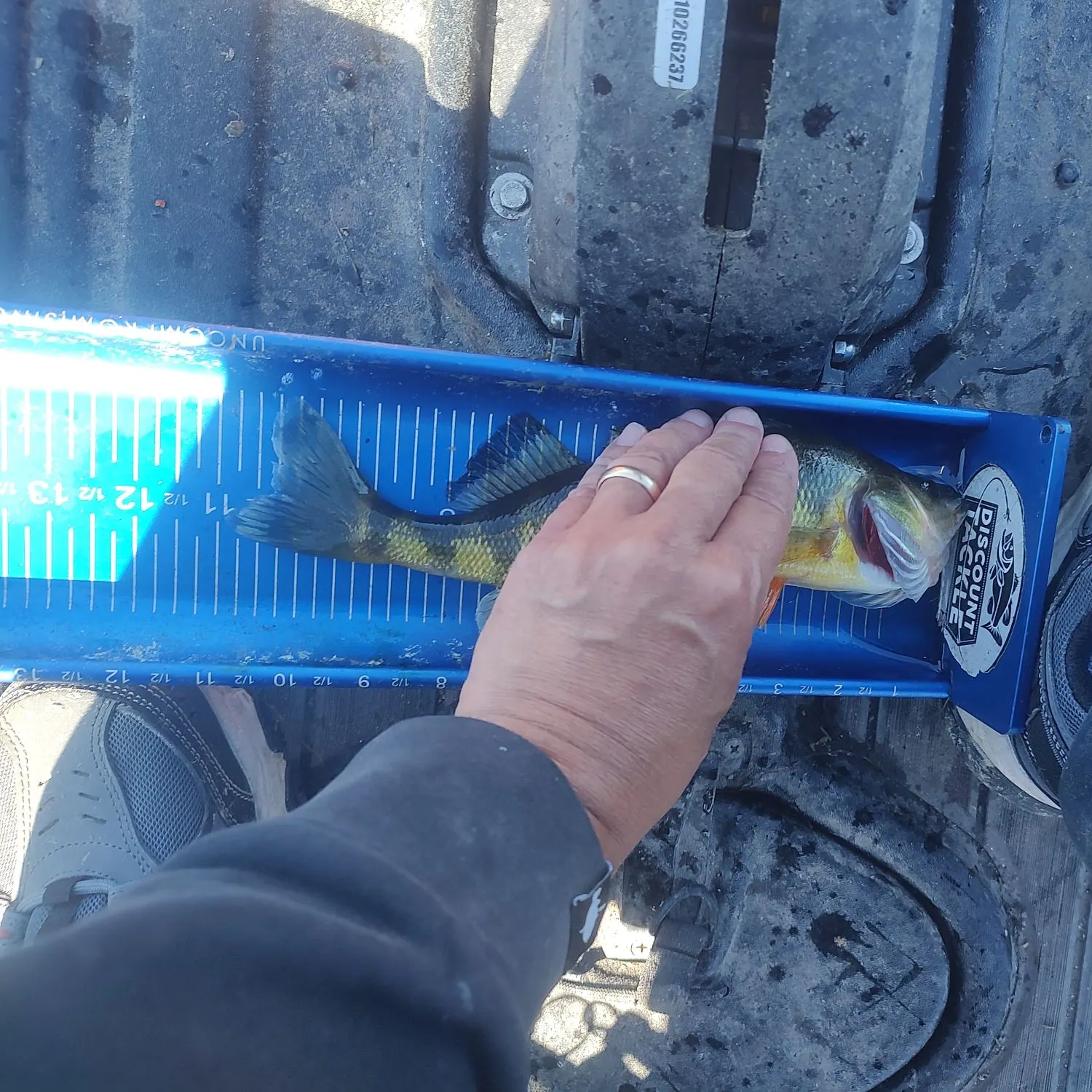 Yellow perch caught on Fishbrain