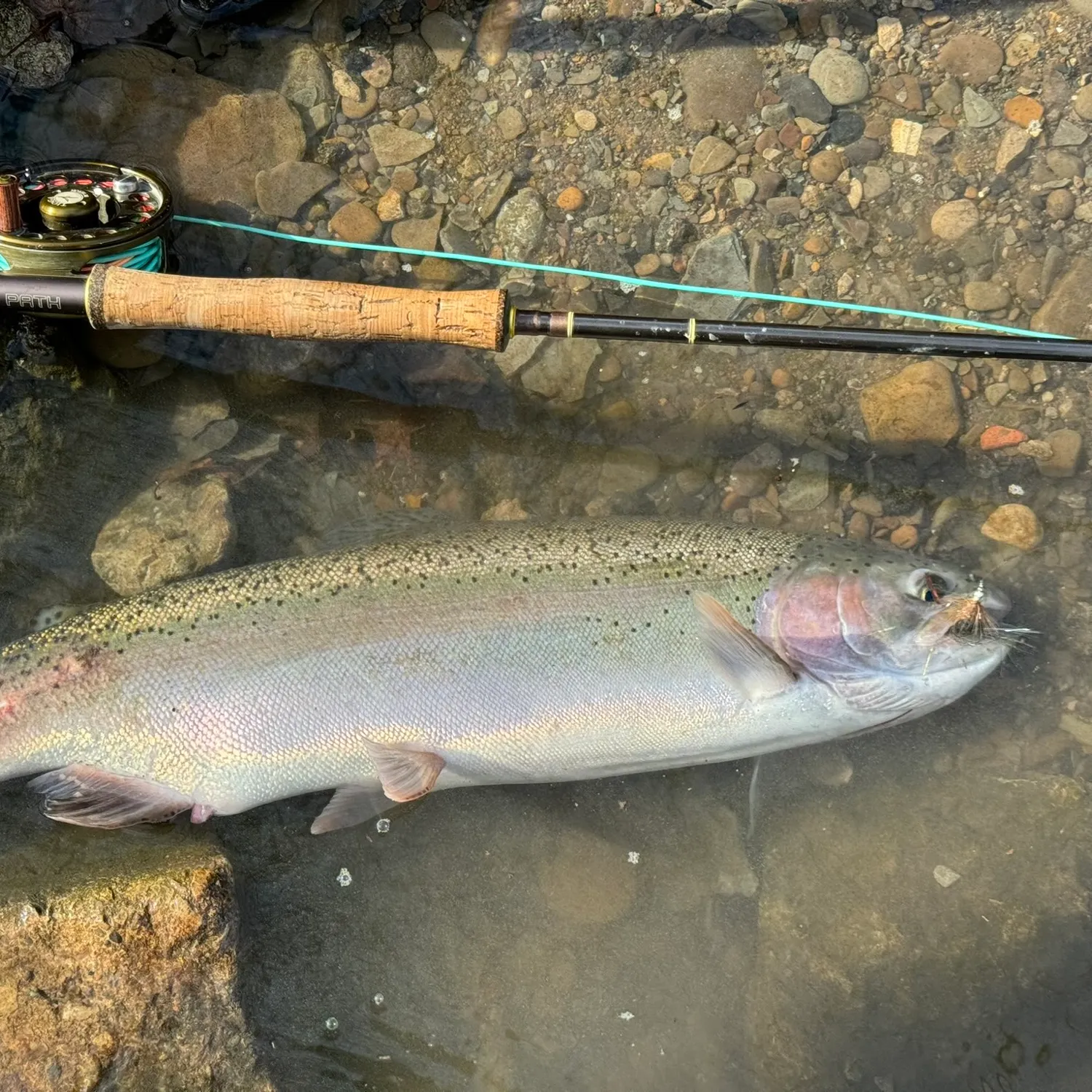 angler catch
