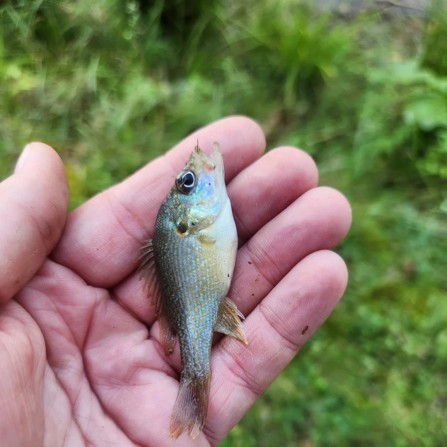 Green sunfish caught on Fishbrain