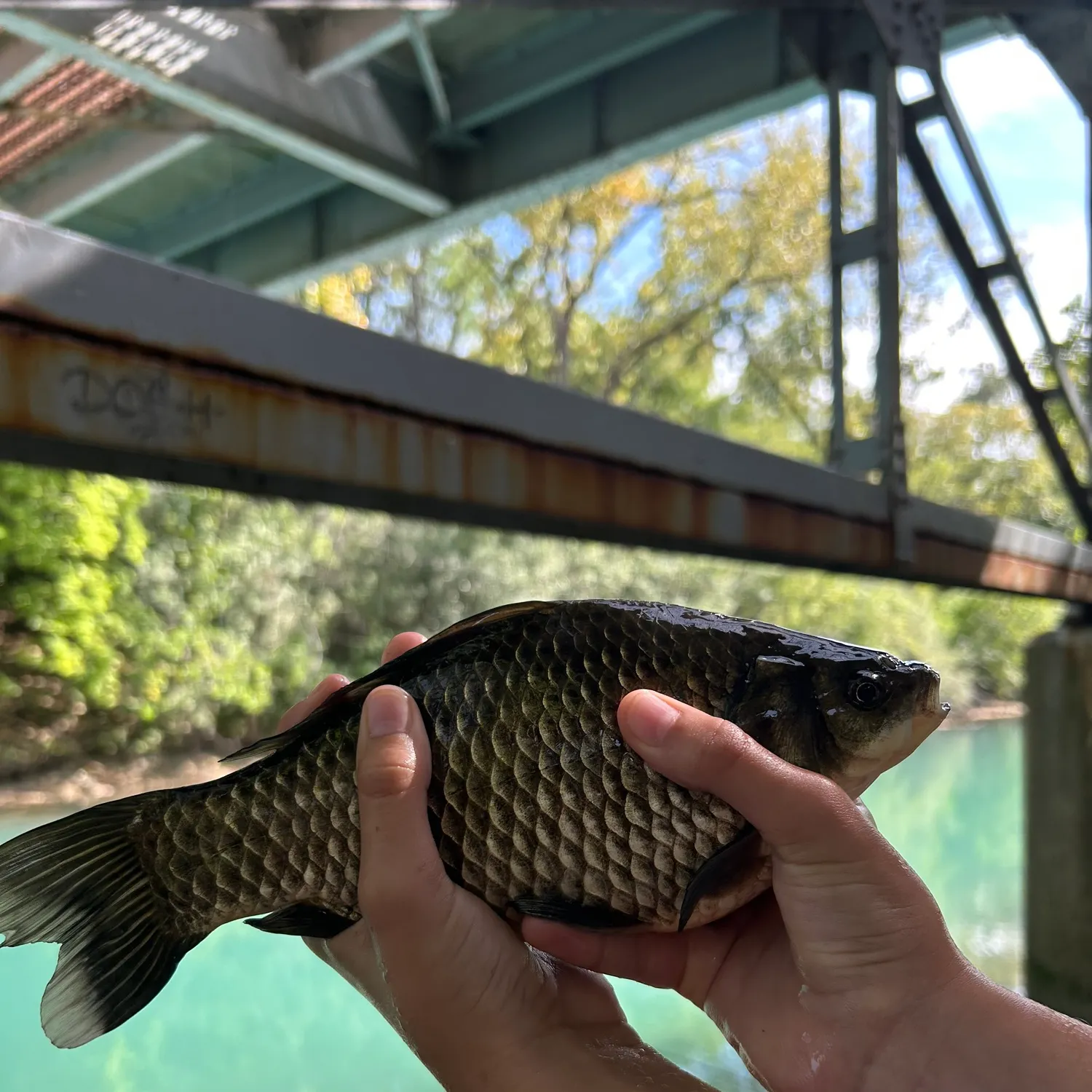 The most recent Black carp catches on Fishbrain