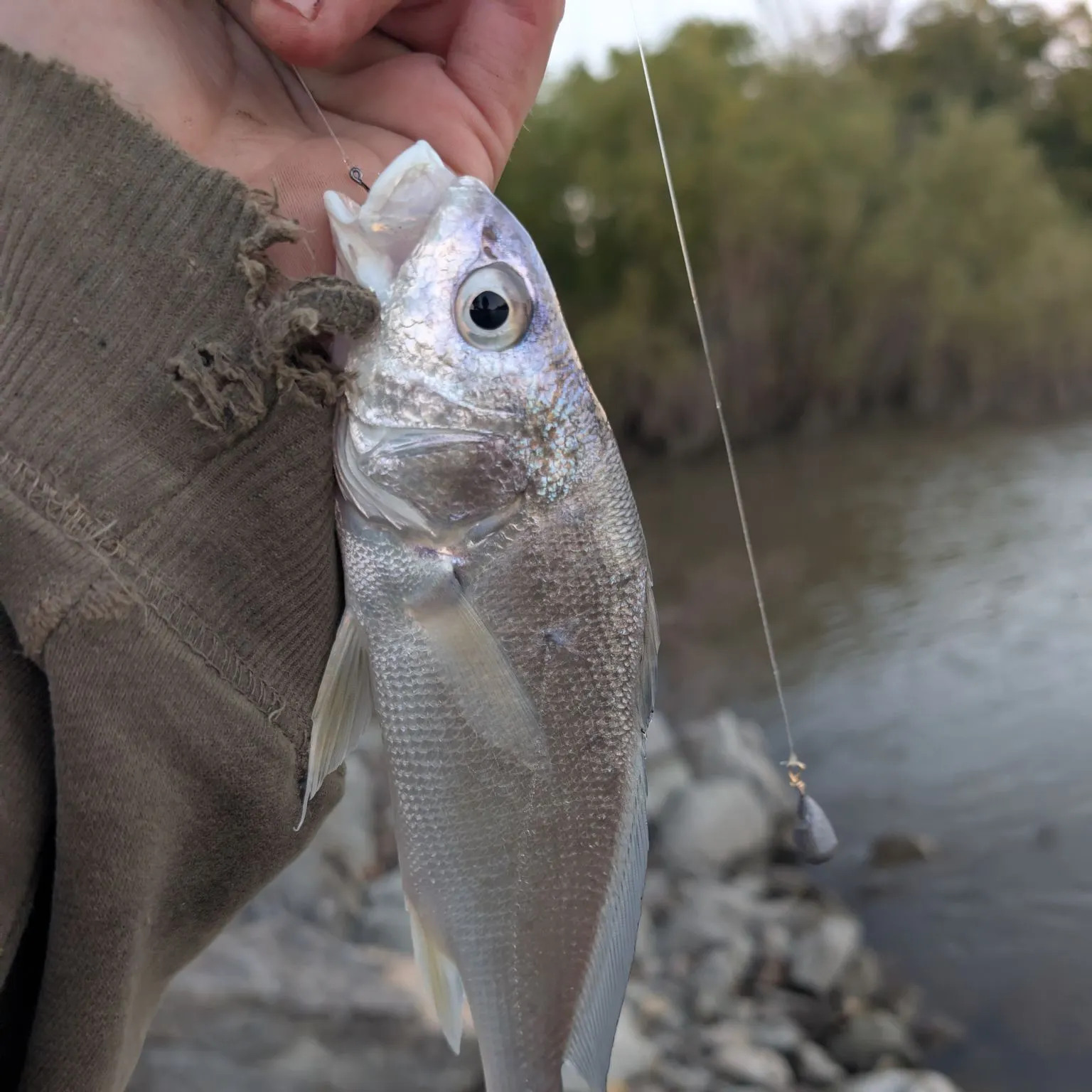 Freshwater drum caught on Fishbrain