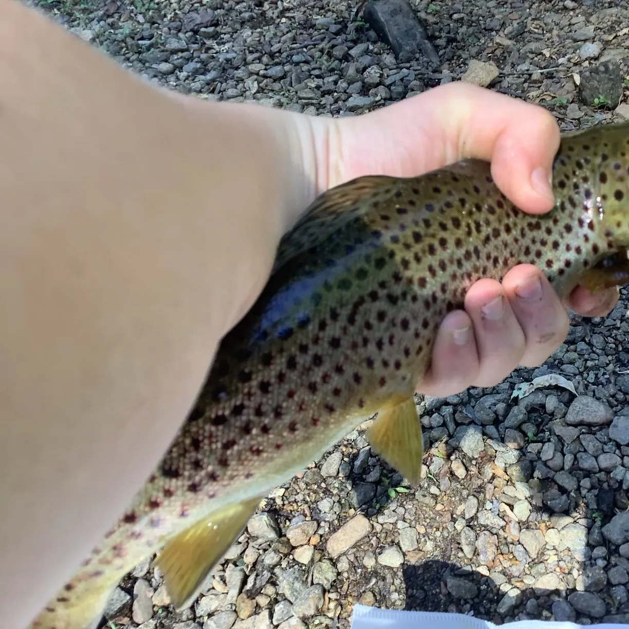 Brown trout caught on Fishbrain