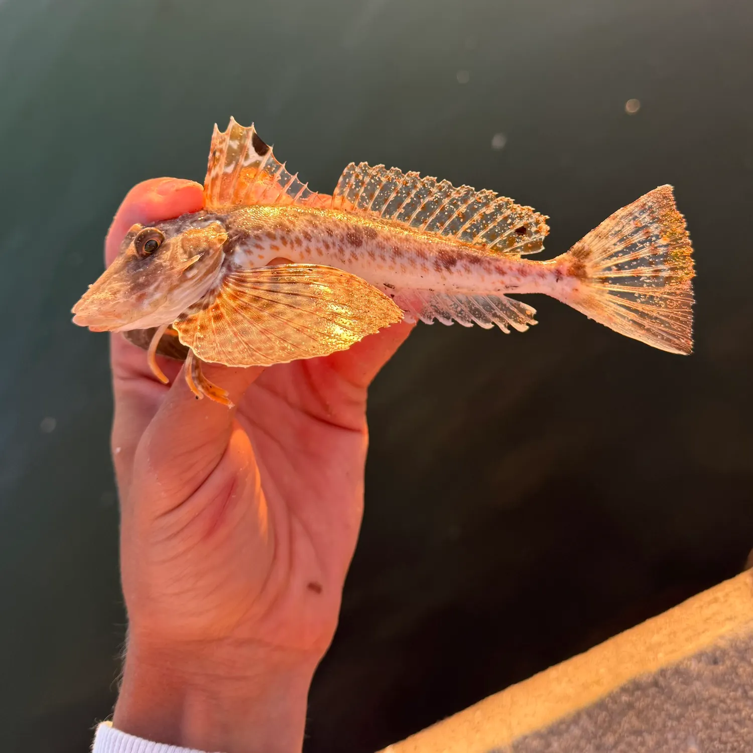 The most recent Leopard searobin catches on Fishbrain