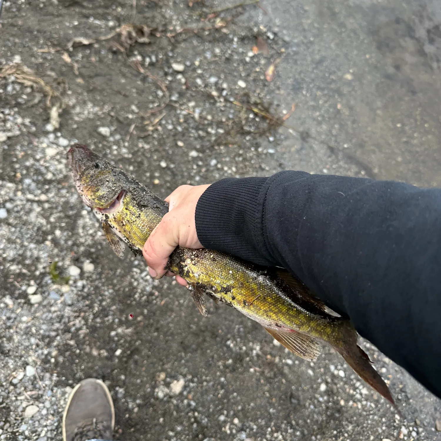 Chain pickerel caught on Fishbrain