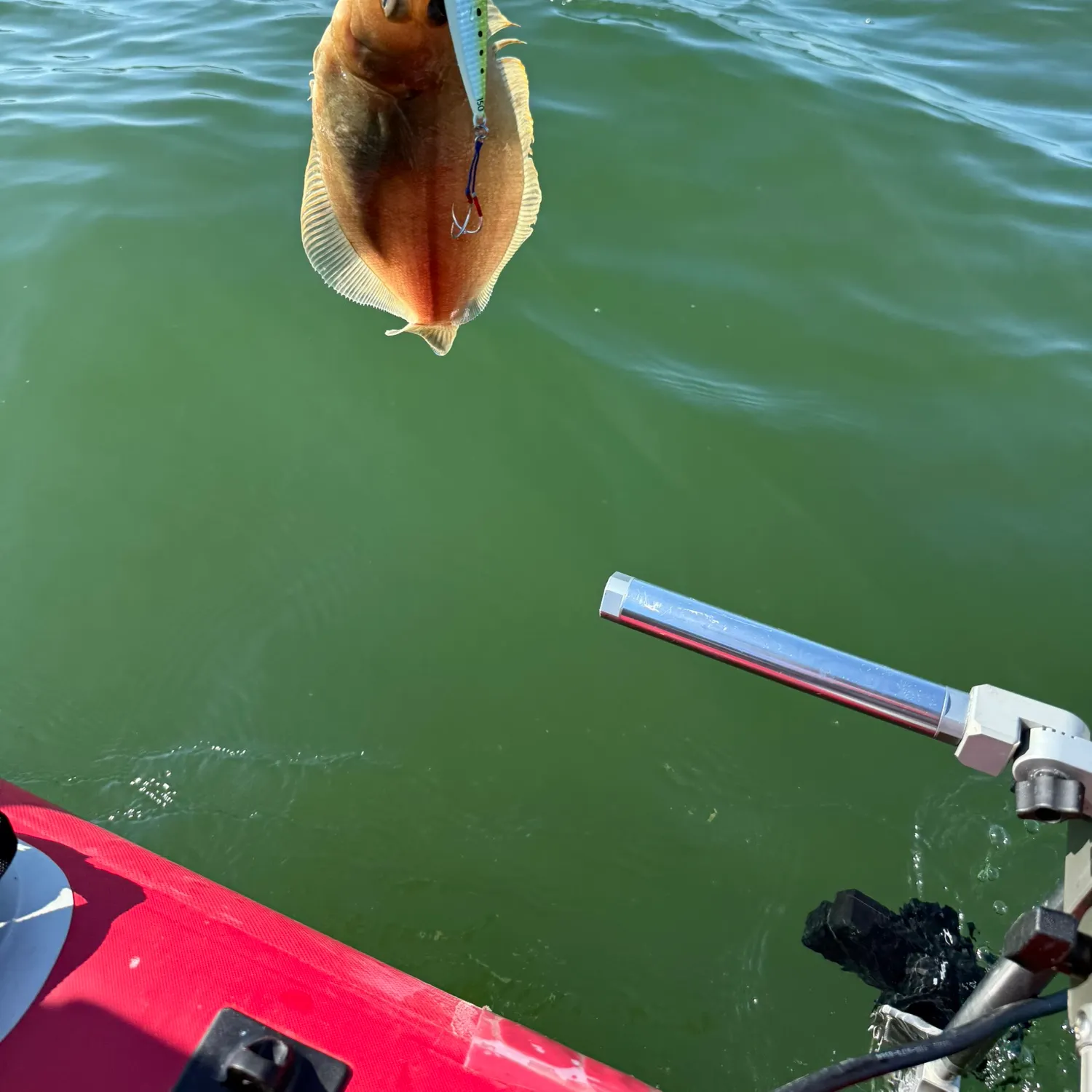 The most recent English sole catches on Fishbrain