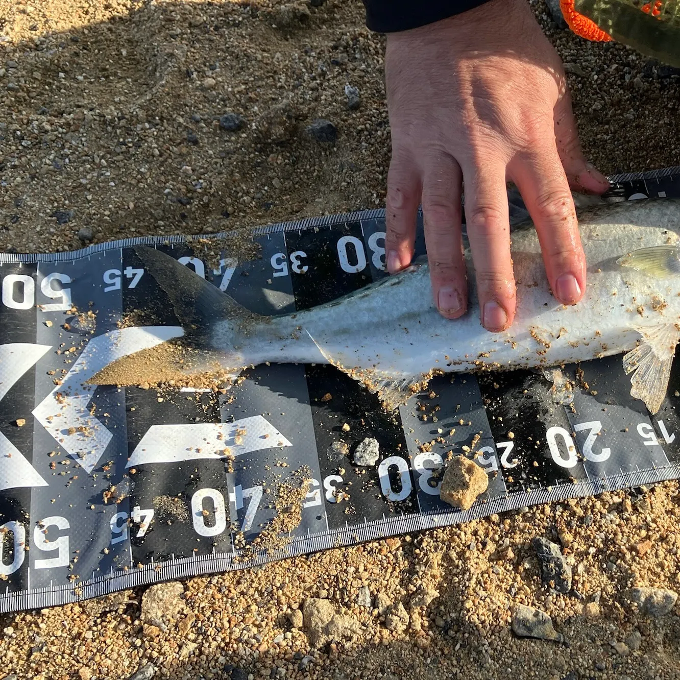 Eastern Australian salmon caught on Fishbrain