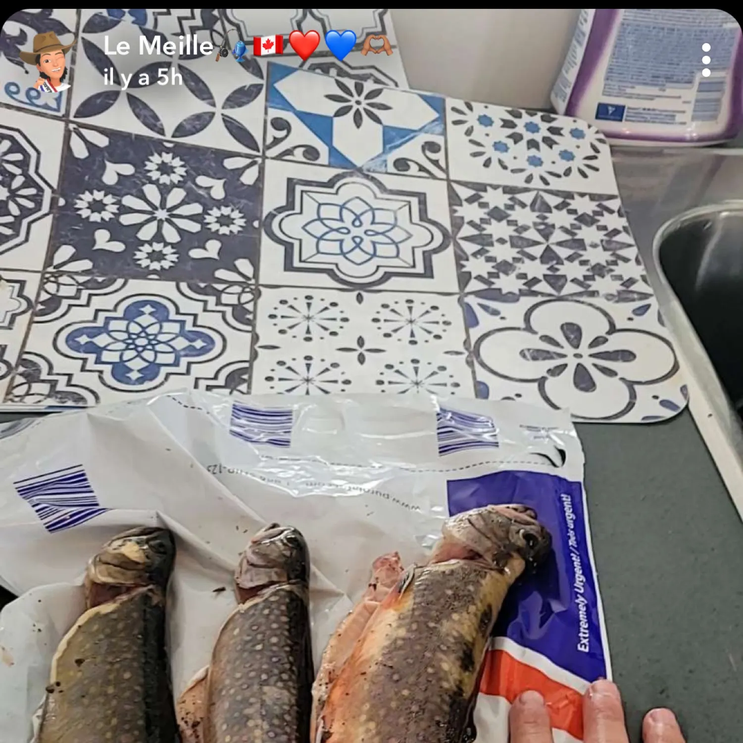 recently logged catches