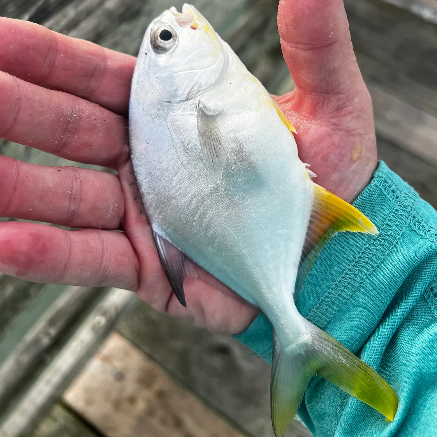 Florida pompano caught on Fishbrain