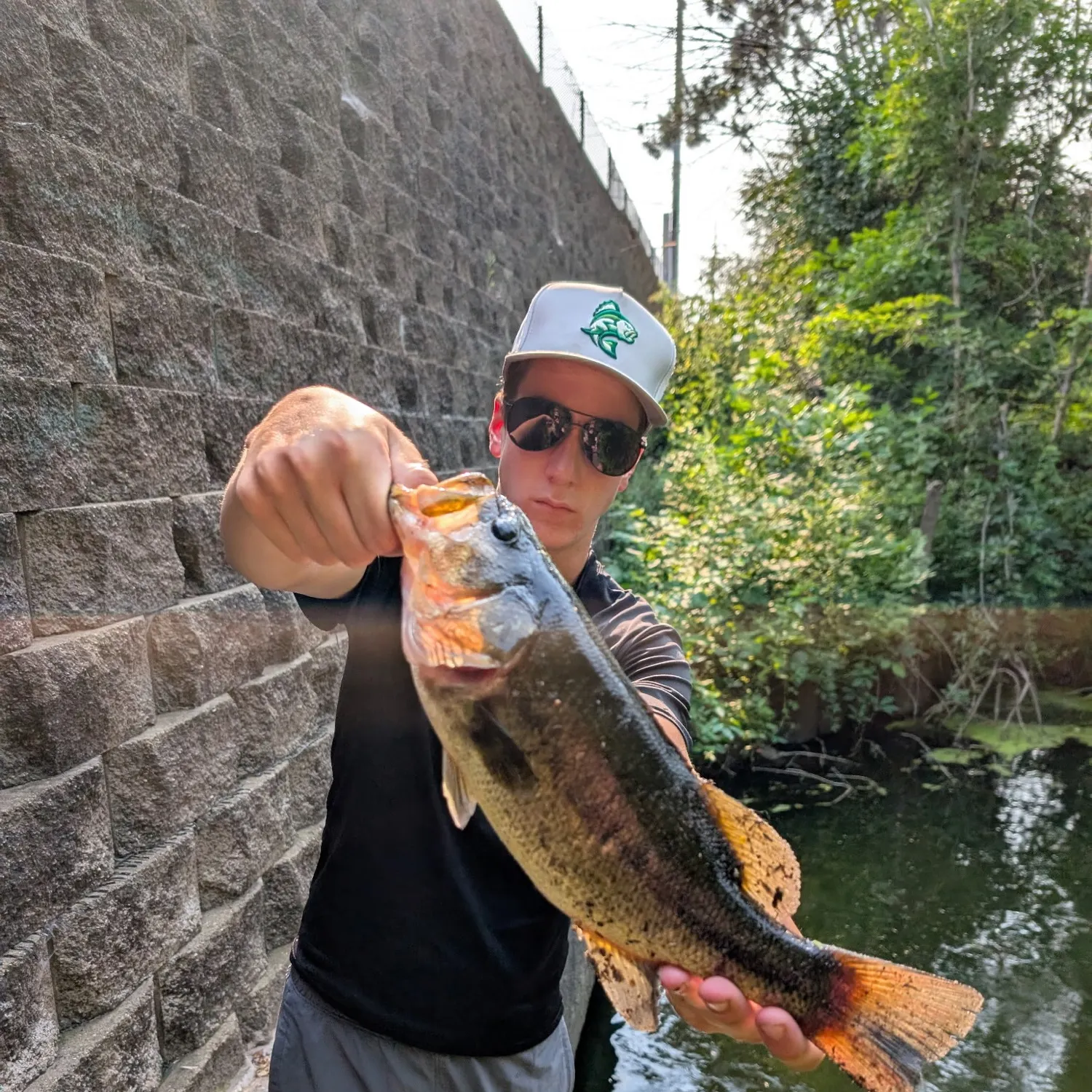 Largemouth bass caught on Fishbrain
