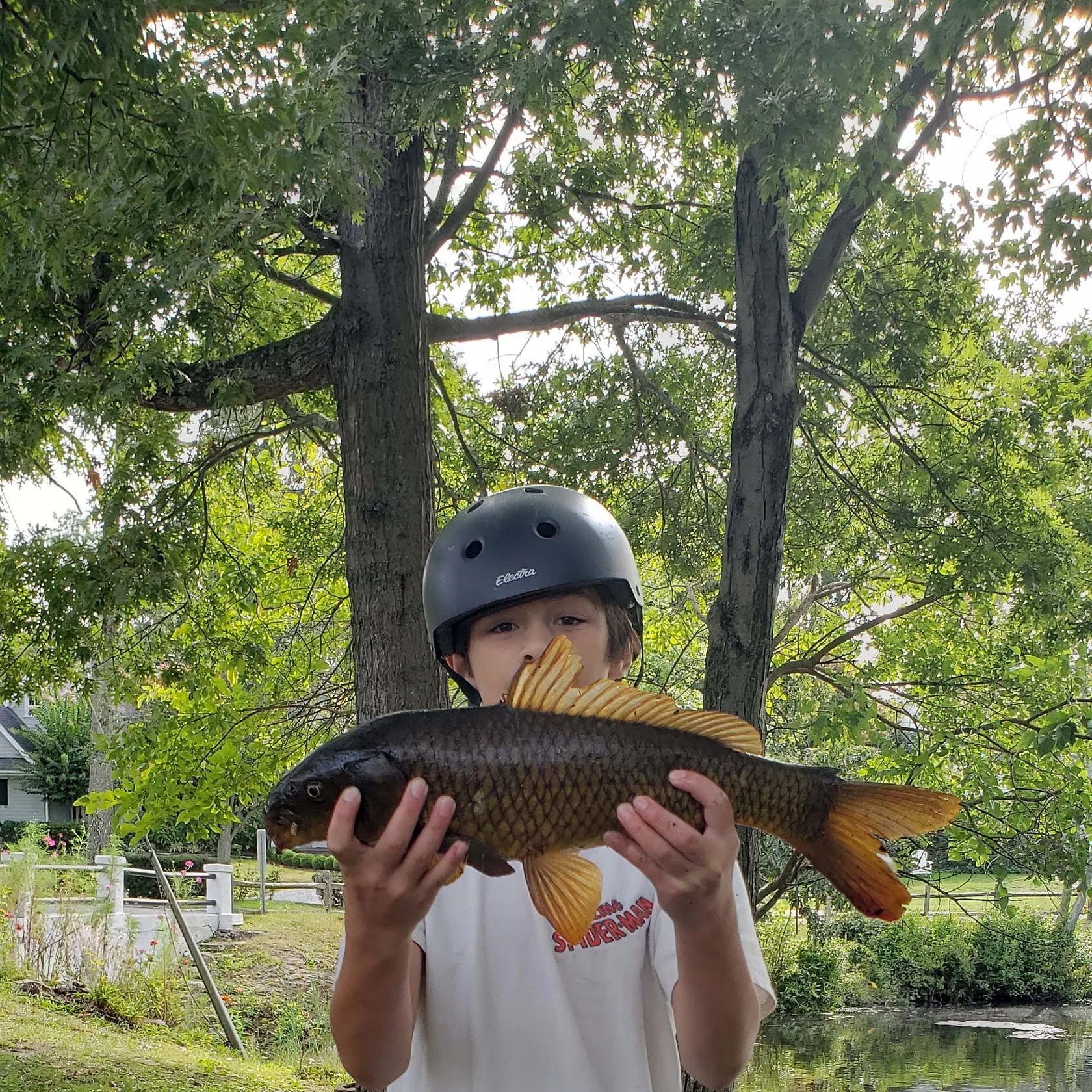 Common carp caught on Fishbrain
