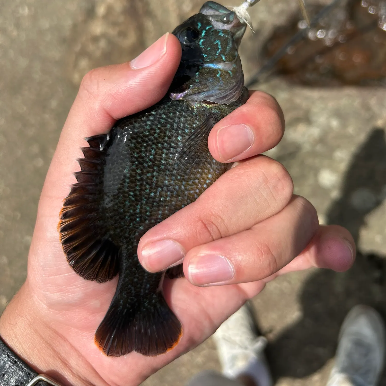 catch