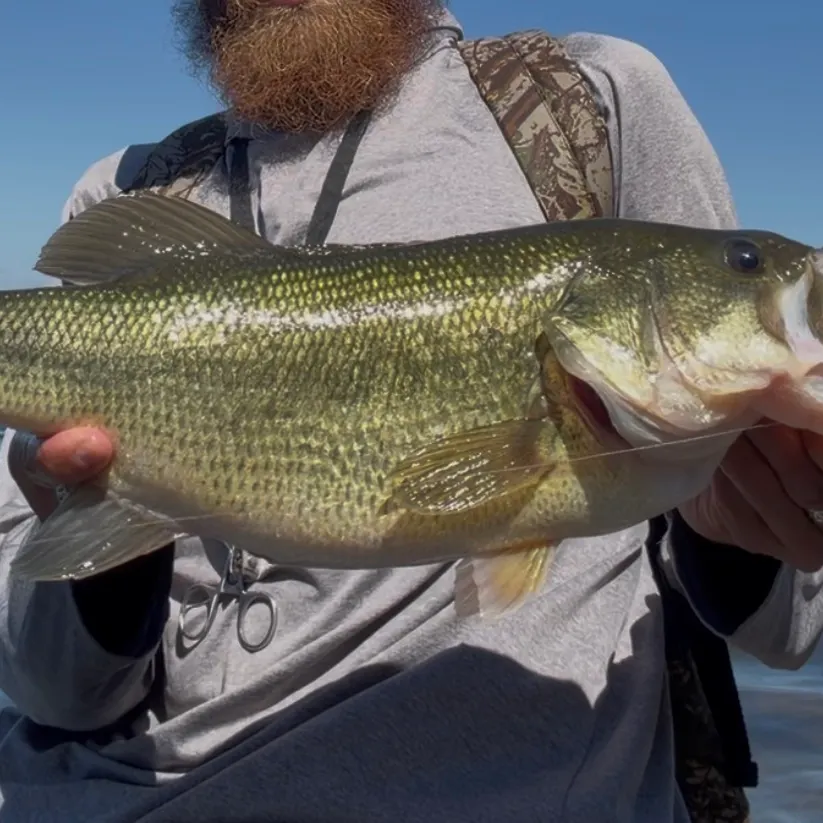 Largemouth bass caught on Fishbrain