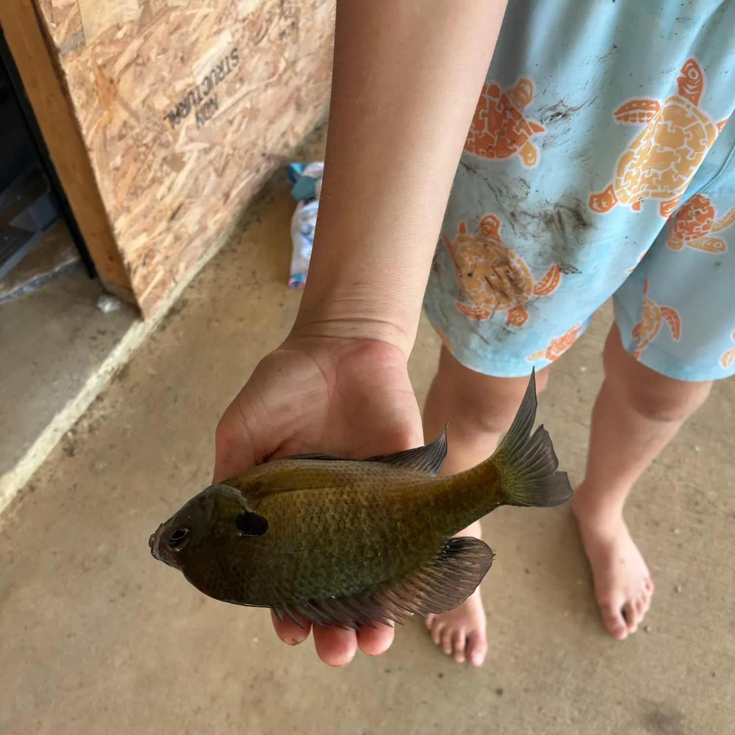 Bluegill caught on Fishbrain