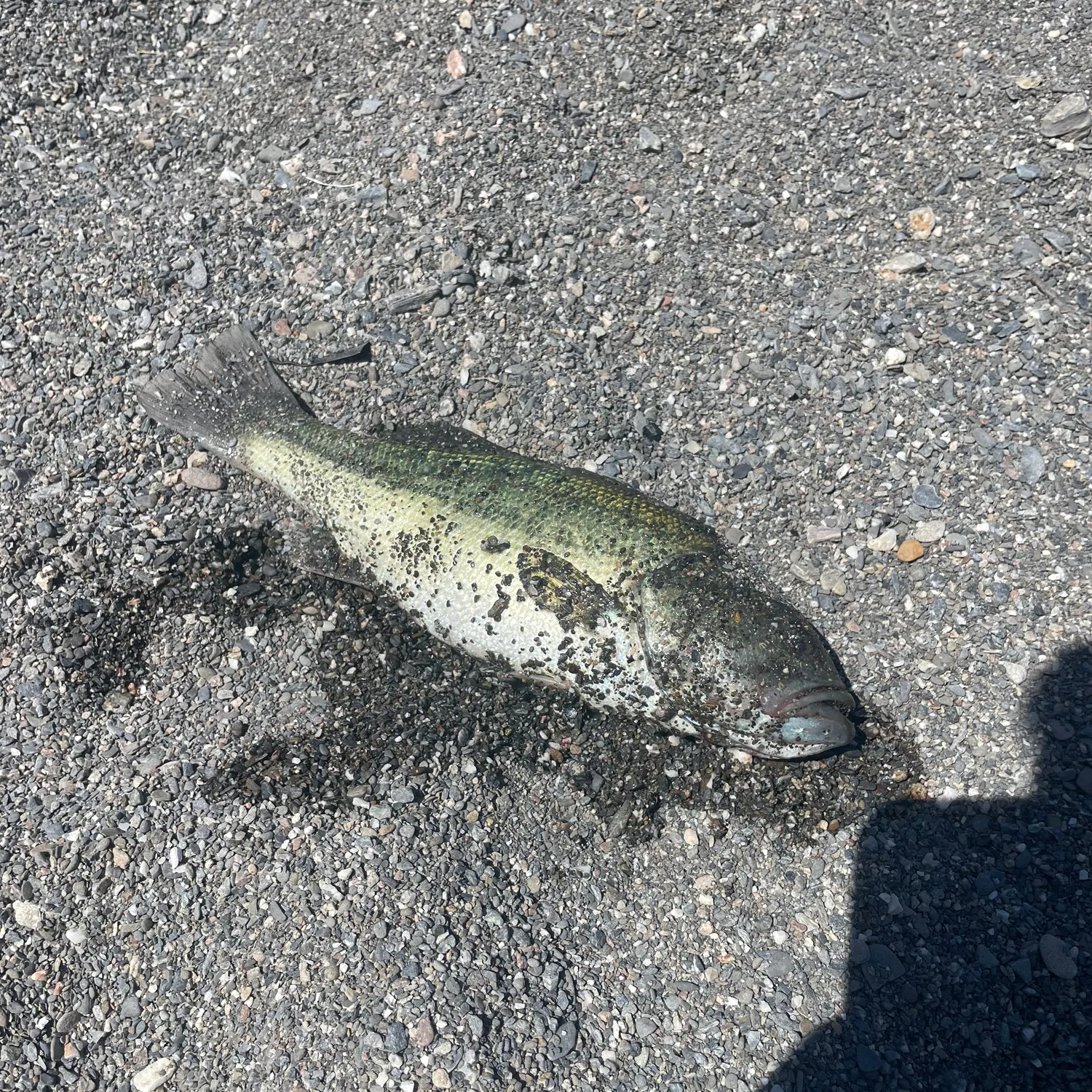 Fish caught on Fishbrain