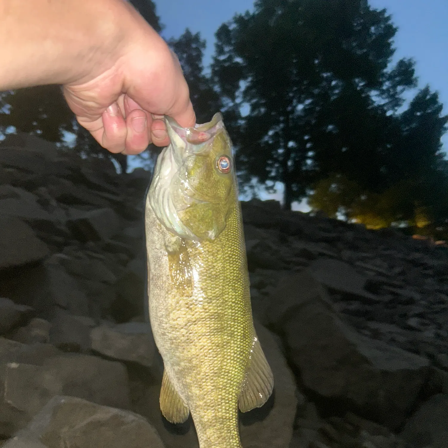 Smallmouth bass caught on Fishbrain