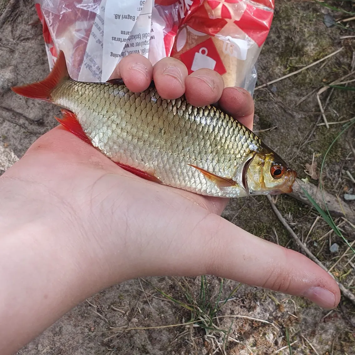 The most recent Common rudd catches on Fishbrain