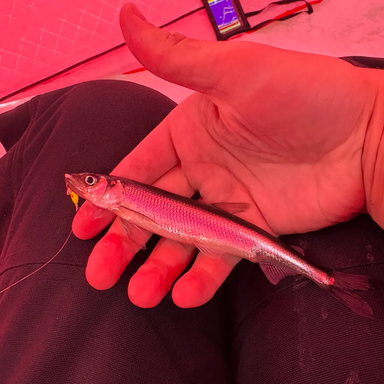 The most recent Atlantic rainbow smelt catches on Fishbrain